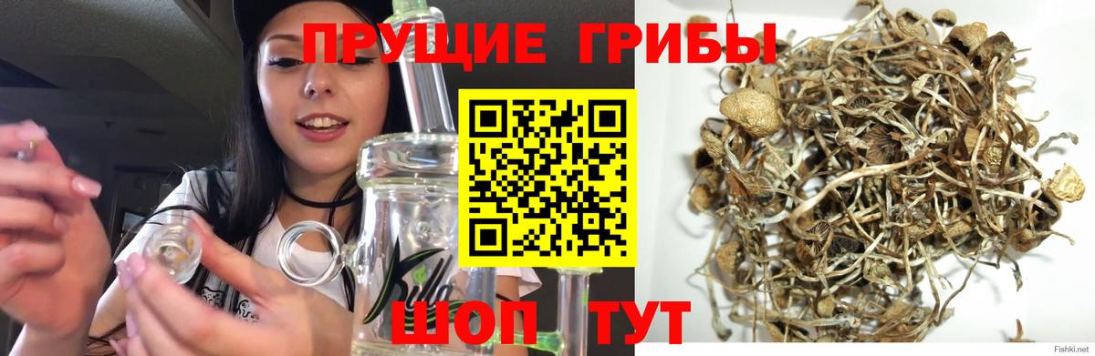 Санкт-Петербург  Галлюциногенные грибы Psilocybine cubensis  цена наркотик  Псилоцибиновые грибы Psilocybine cubensis  Вход с VPN 